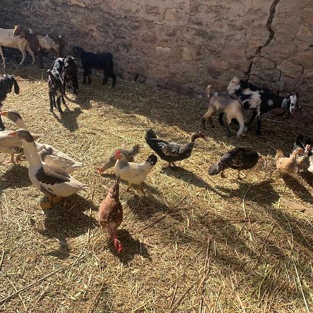 Nubian Farm Aswan Villa Exteriör bild