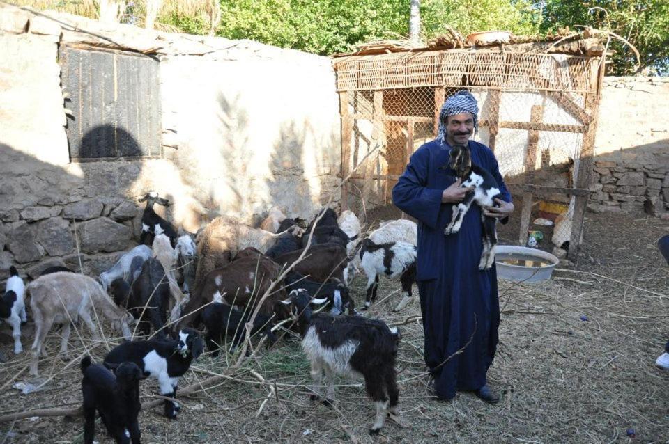 Nubian Farm Aswan Villa Exteriör bild