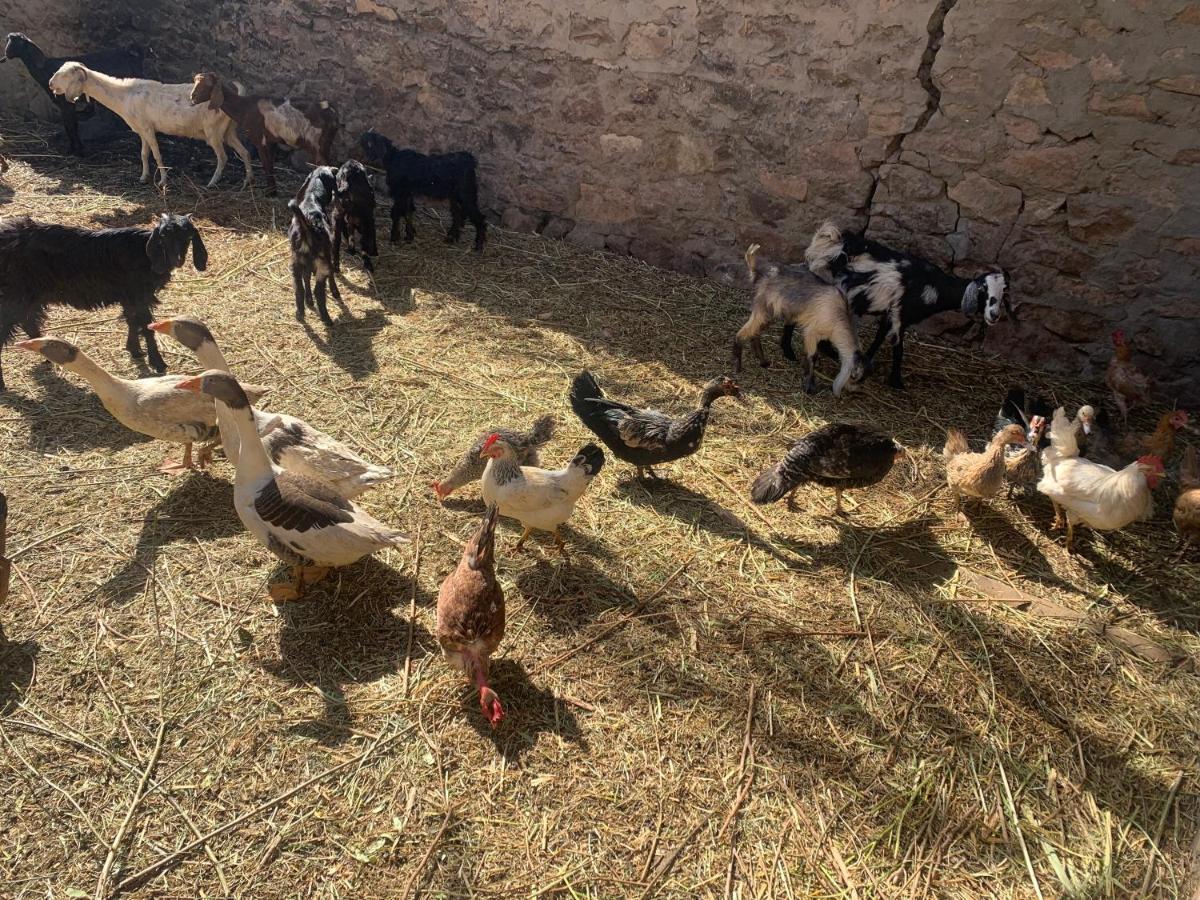 Nubian Farm Aswan Villa Exteriör bild